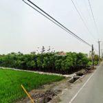 1729838775033_conew1